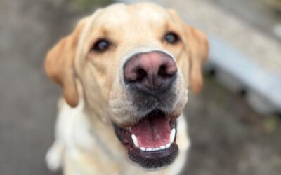 Cooper – Dog & Human Reactivity